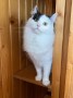 Mochi (2)
